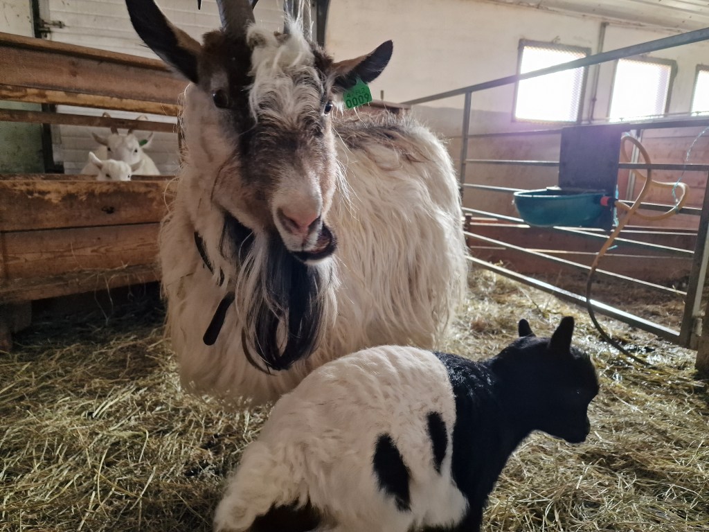 Mama goat, and her baby