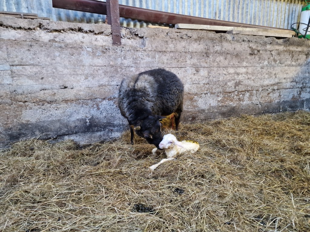 Newborn lamb with its mother