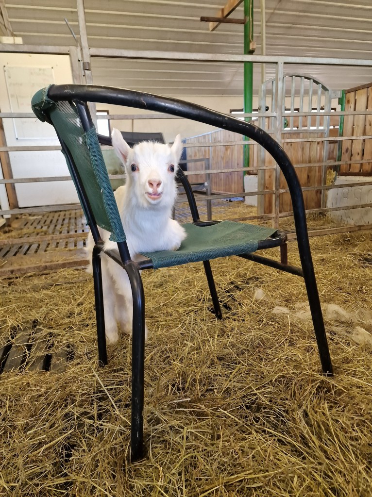 Baby goat on a chair