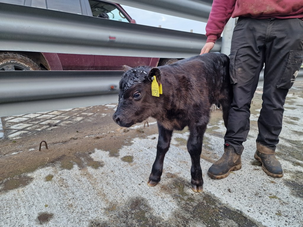 Confused calf