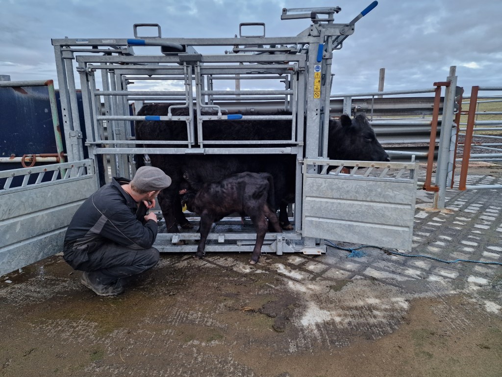 Calf learning to drink milk