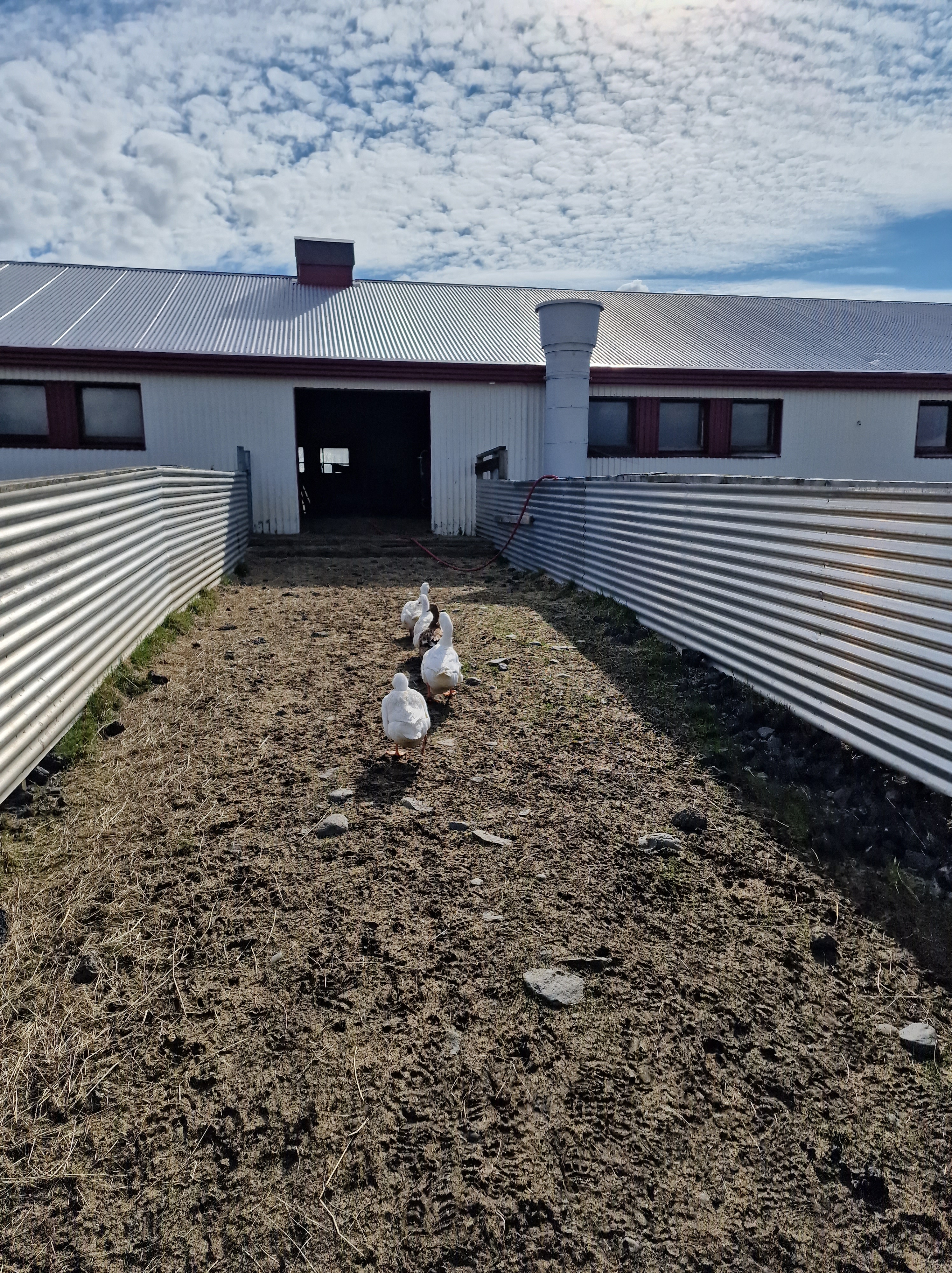 Ducks going inside the barn