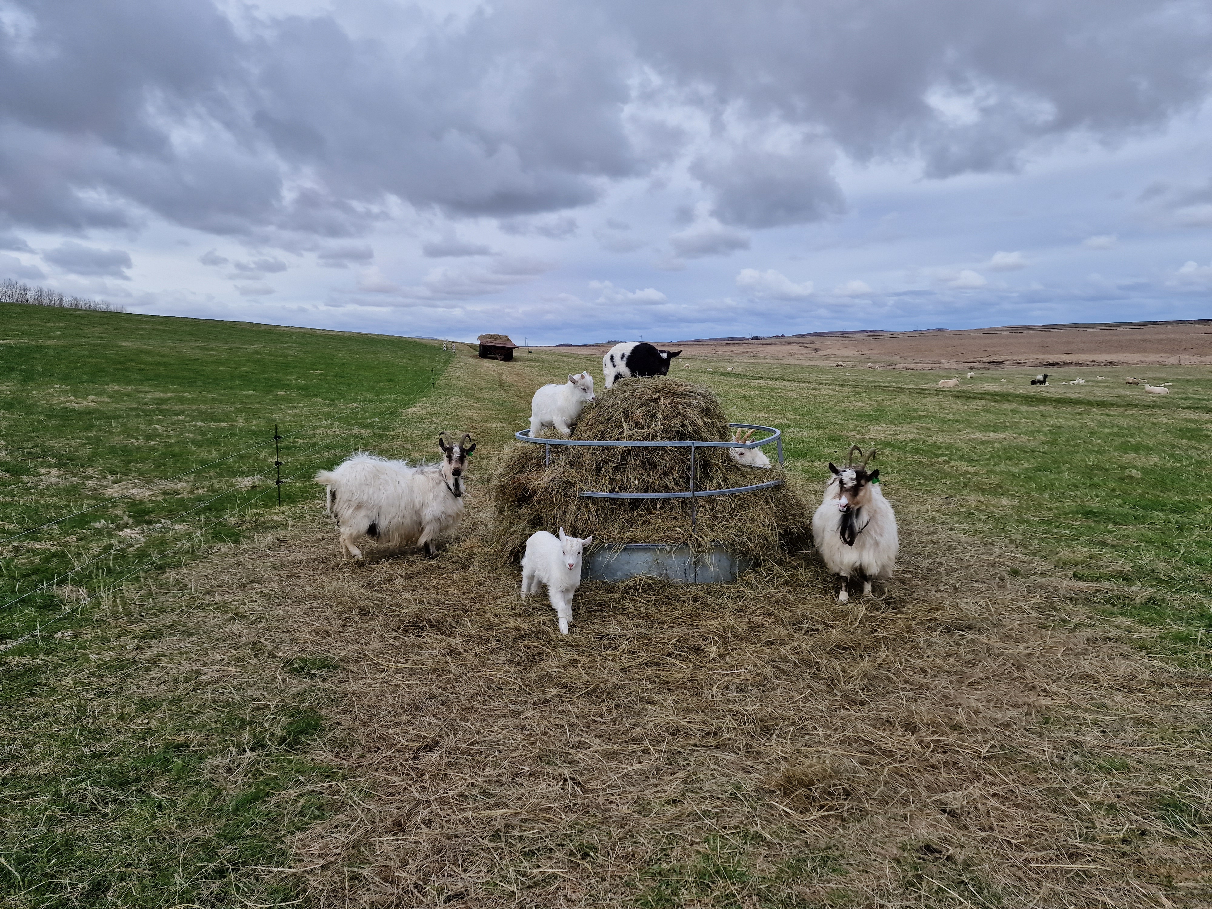 Goats hanging out by the feeding place