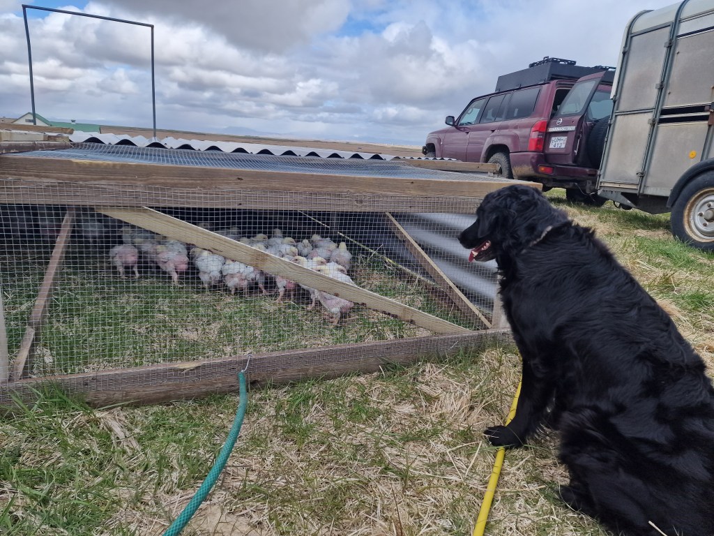 Demma staring at the chicken