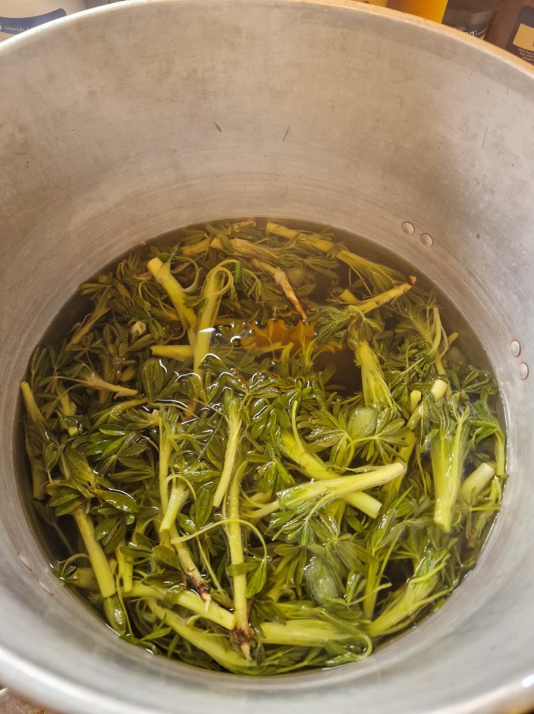 Lupin flowers in a pot