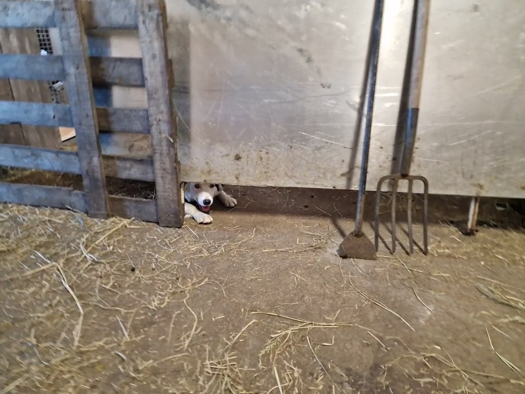 Dog peeking under a fence