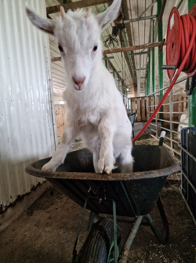 Escaped baby goat
