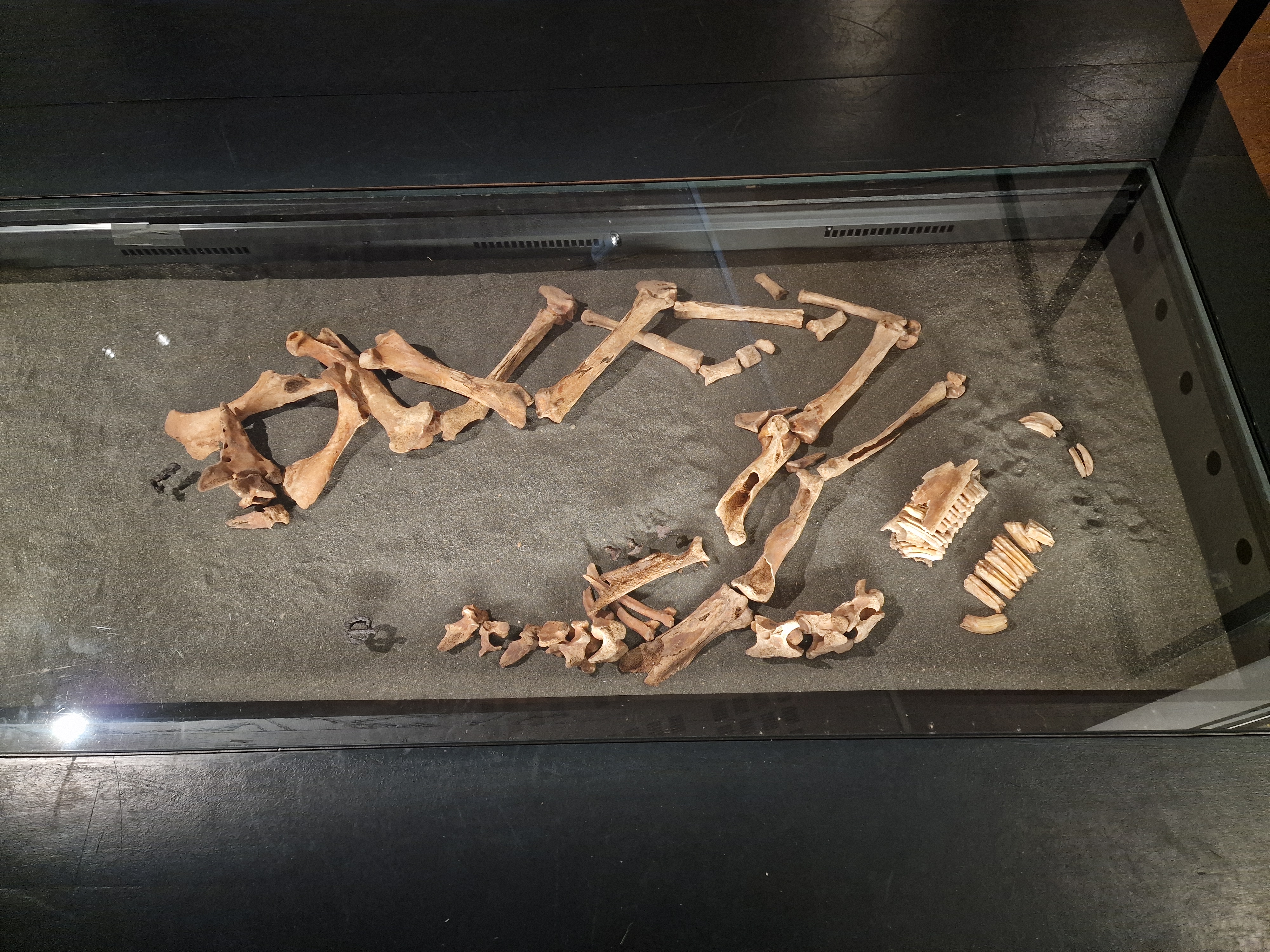 Viking age warrior grave, right side. Horses sceleton