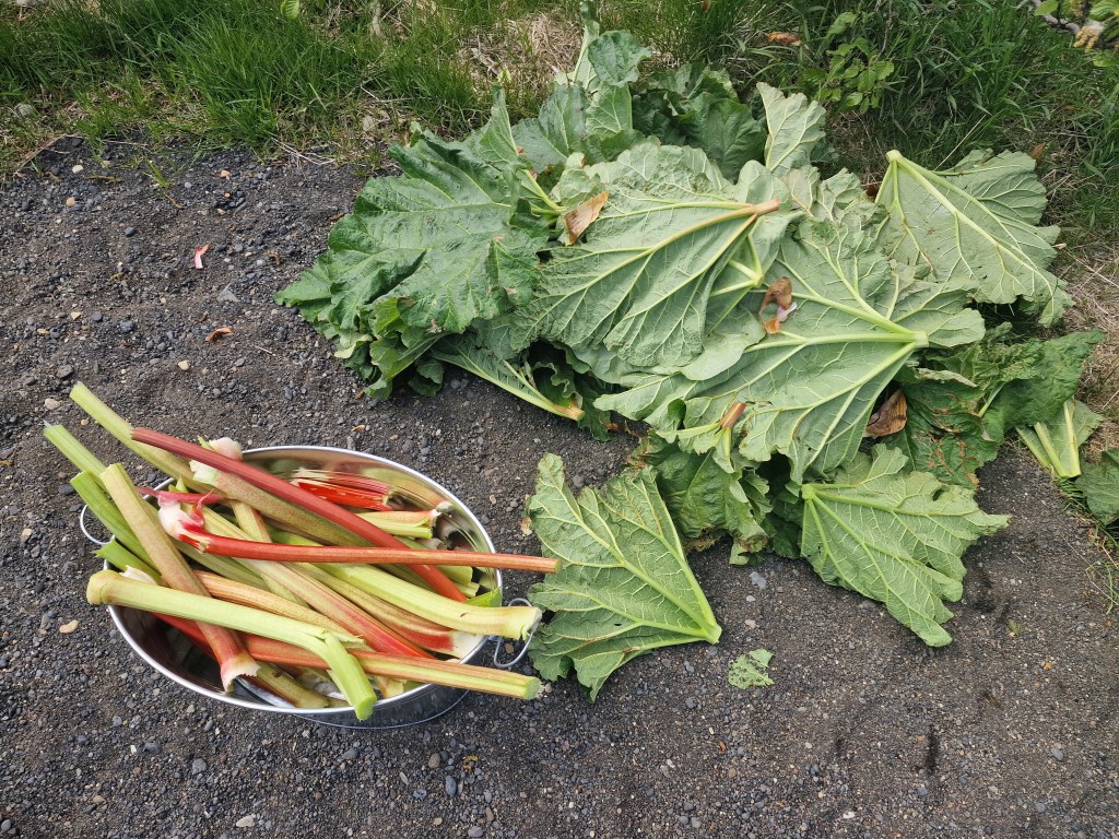 Rhubarb stems