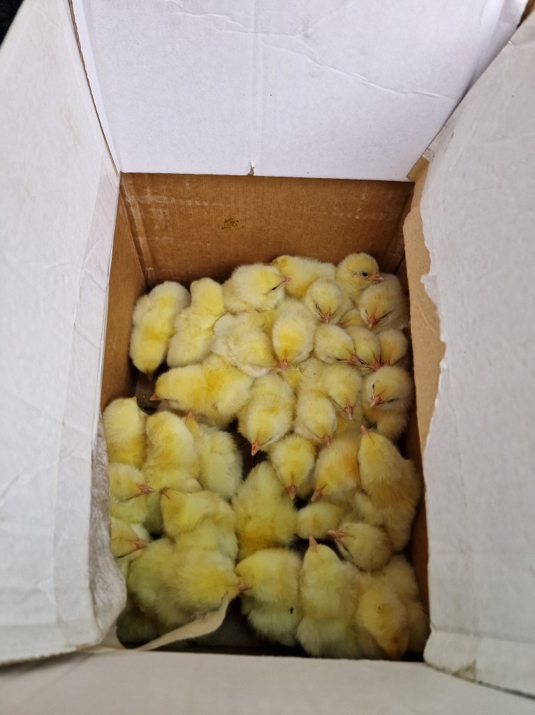 Baby chicken in a box