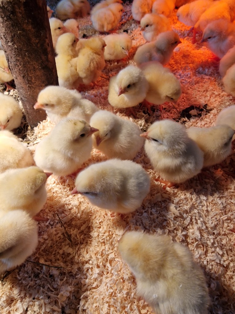 Baby chicken out of the box