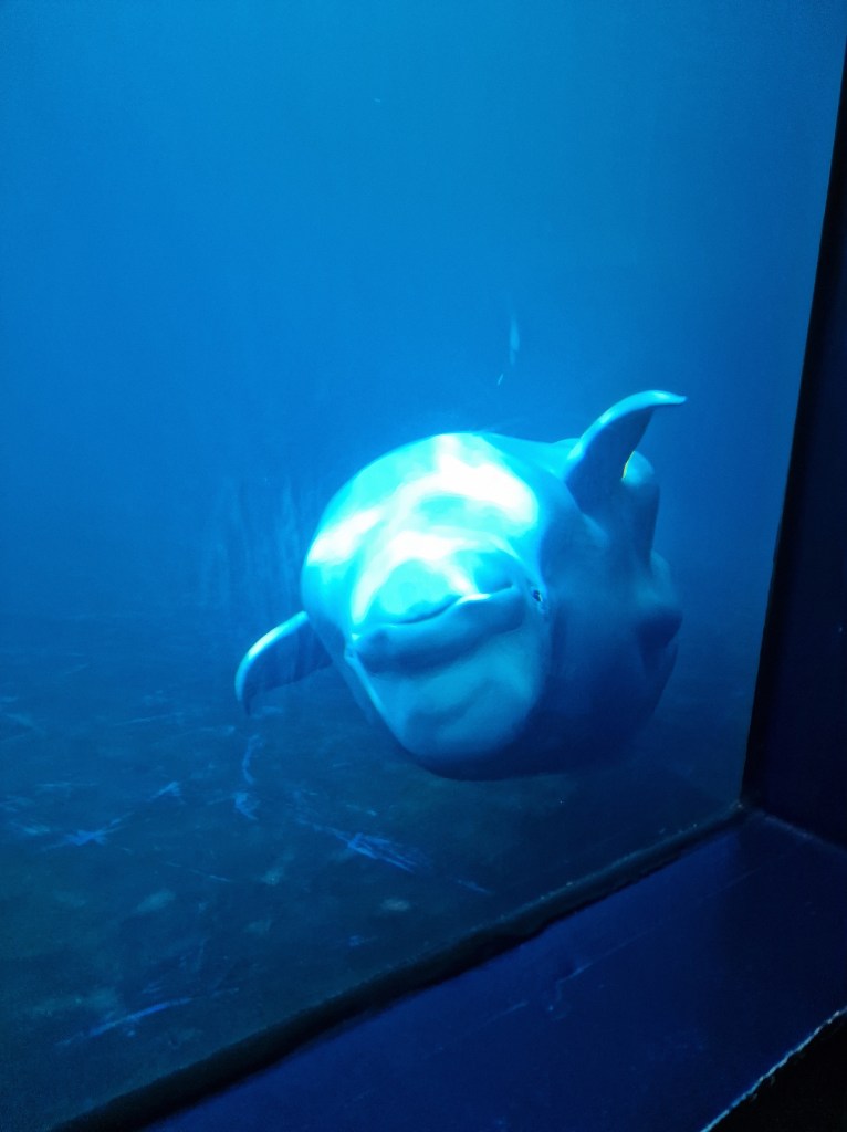 Beluga whale swimming upside down