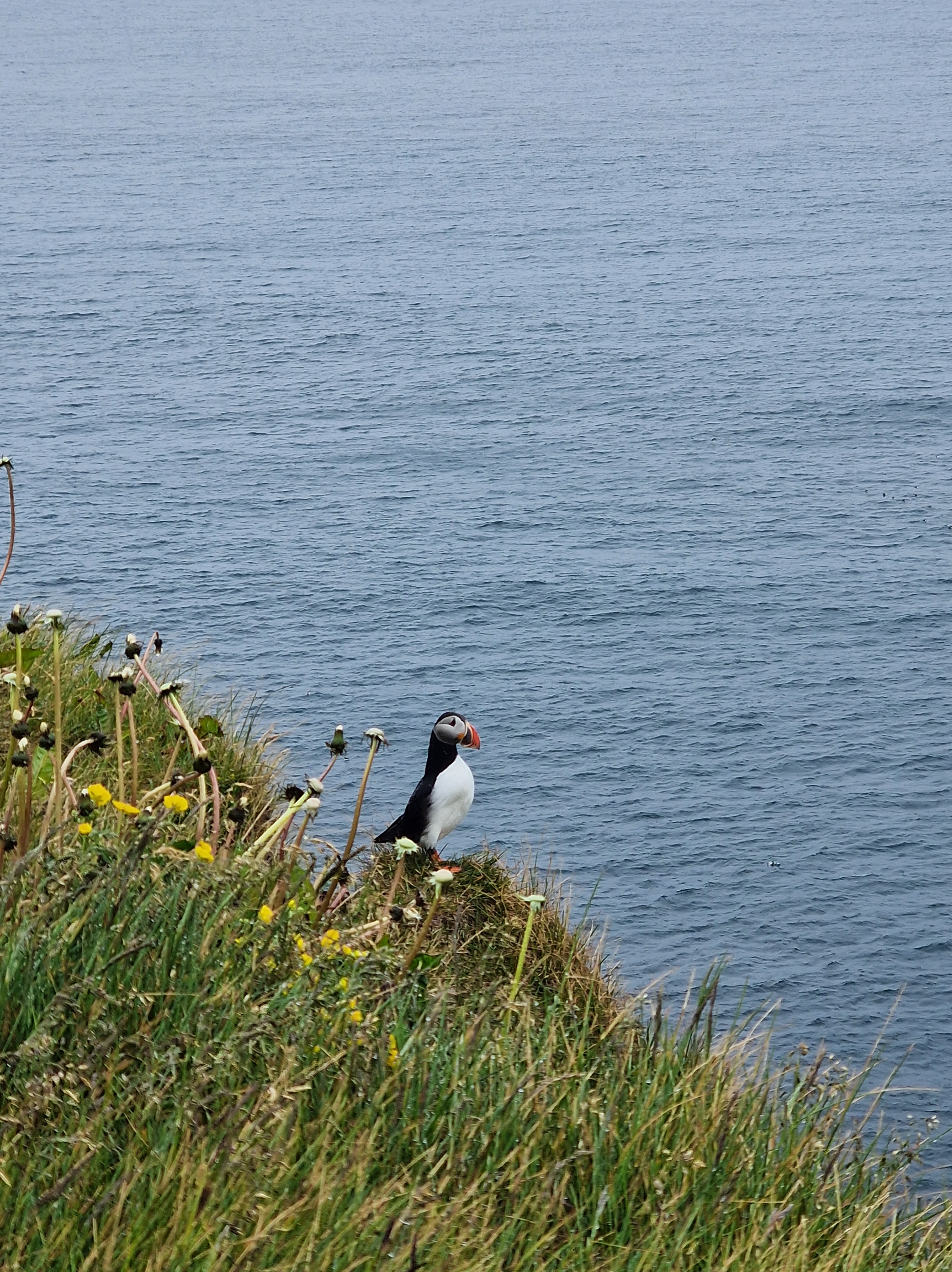 Photo of a Puffin bird