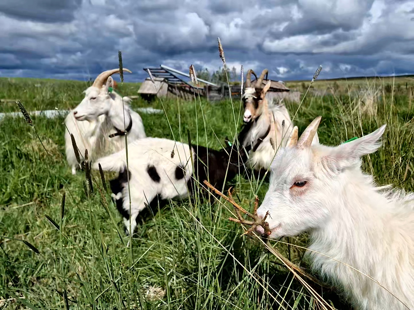 Goats enjoying life outside