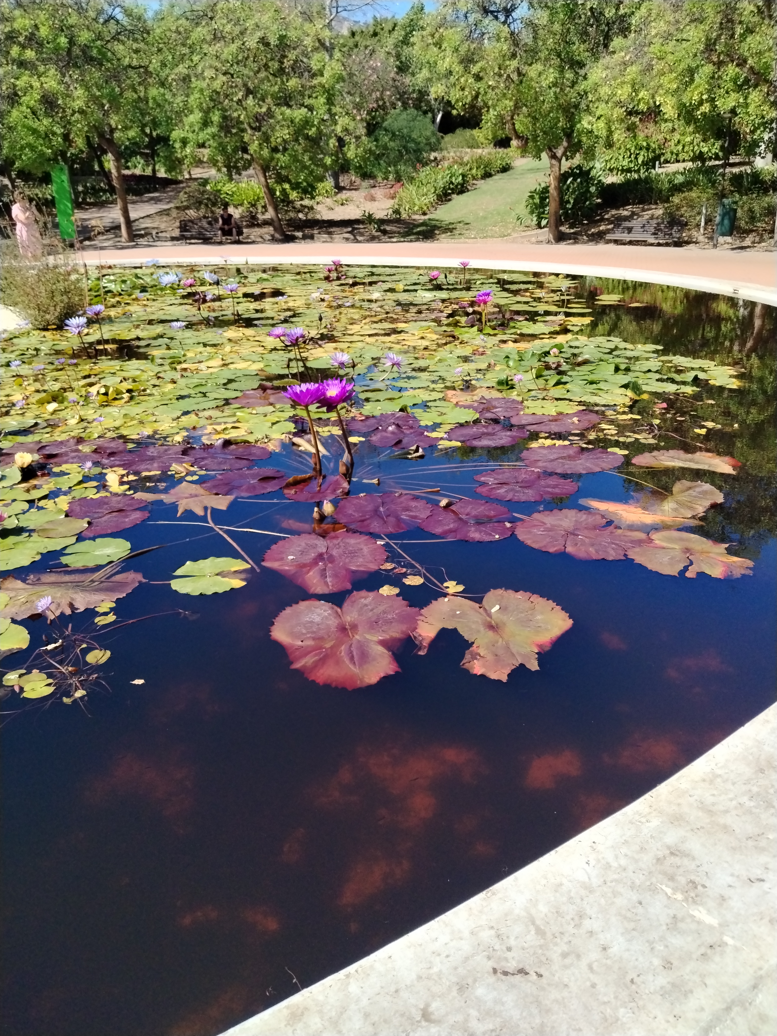 Lumpeen kukkia puiston altaassa