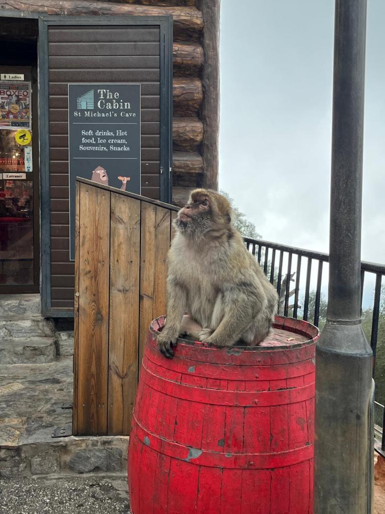 Magottiapina tynnyrin päällä