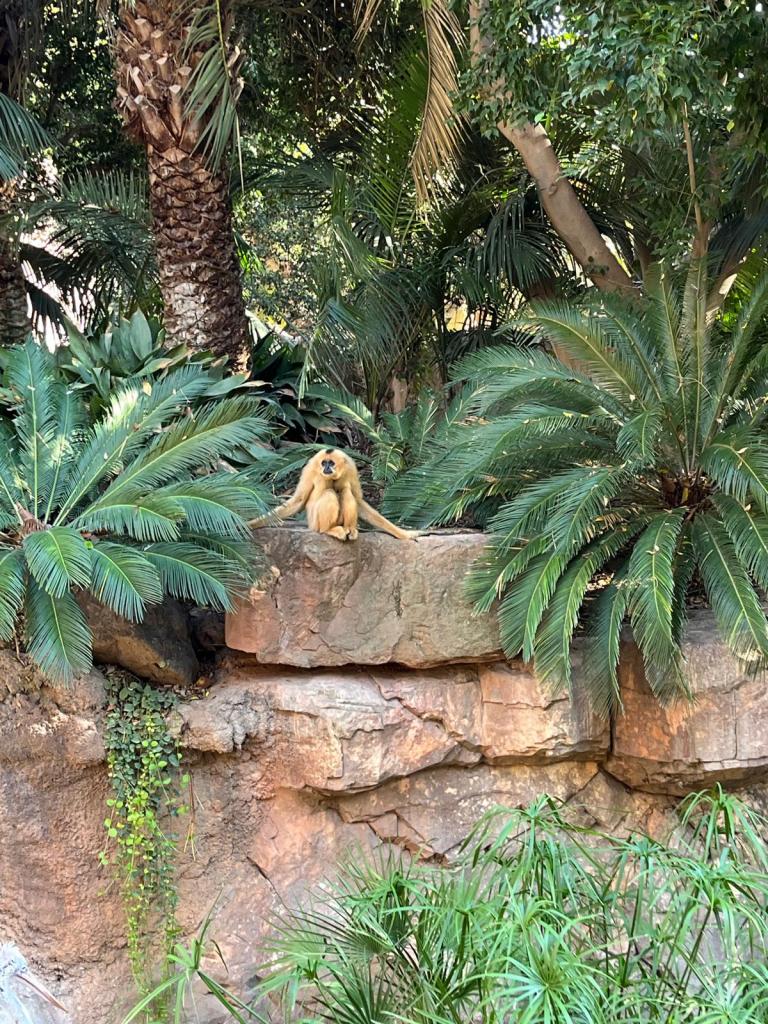 Apina eläintarhassa