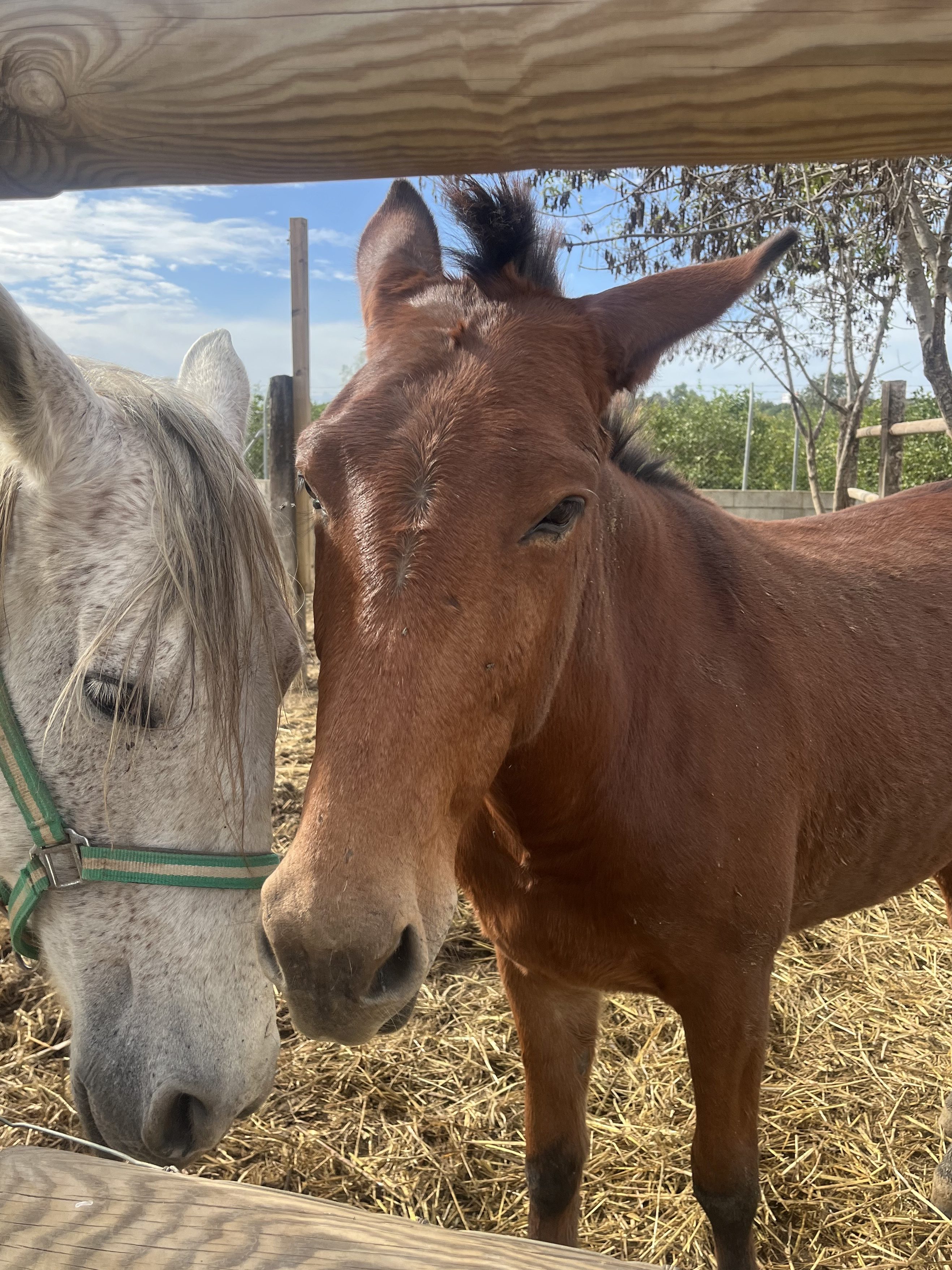 A brown and a white horse together.