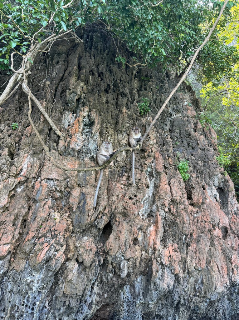 Kuvassa on kalliota ja 2 apinaa oksalla. 