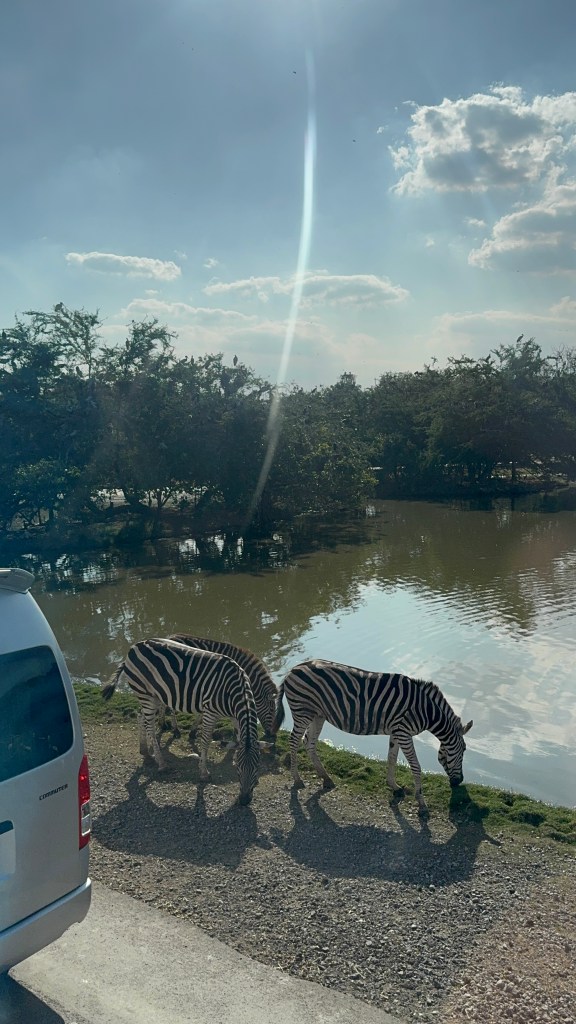 Kuvassa on kolme seepraa. 