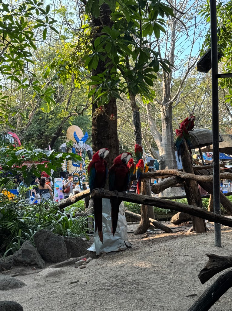 Kuvassa on 2 papukaijaa. 