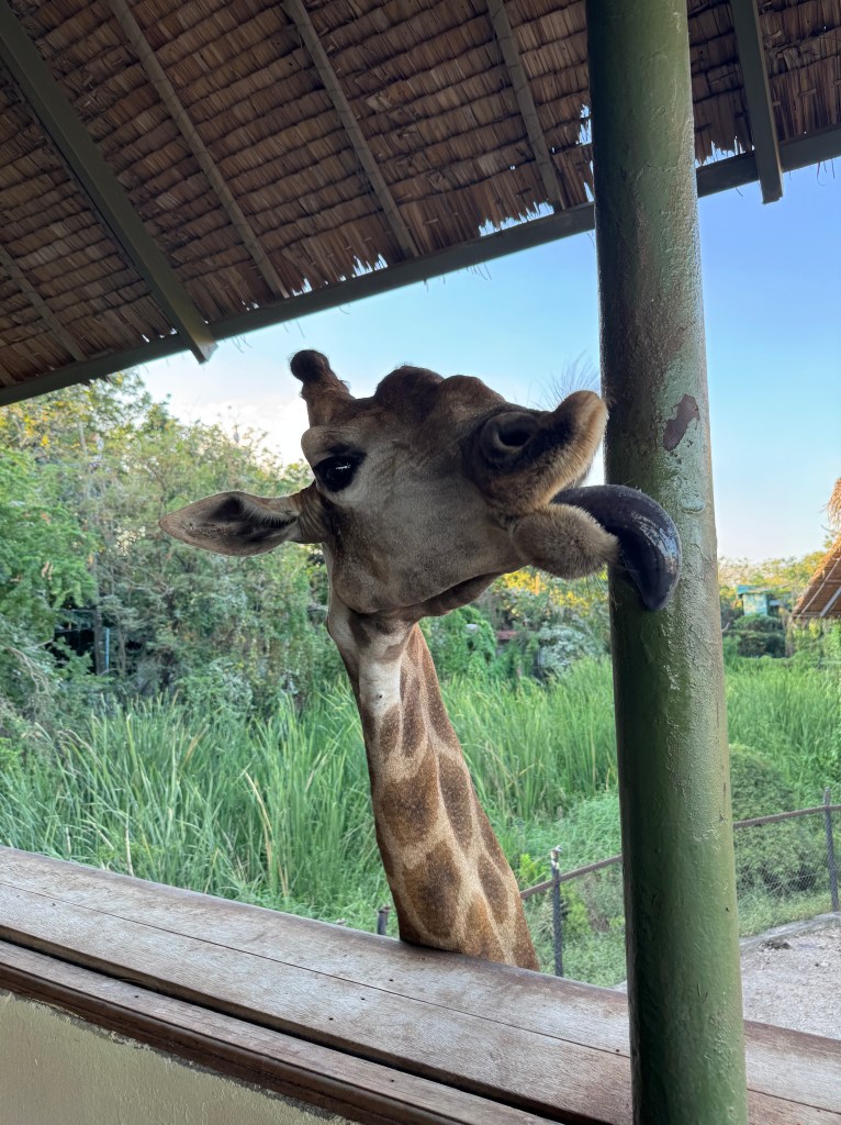 Kuvassa ja kirahvi joka nuolee metallitolppaa. 