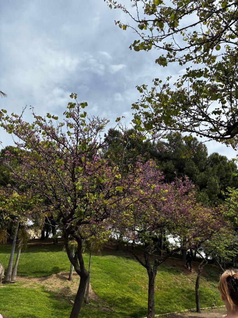 Kuva Benalmadenan lintupuistosta: kuva Eimi Jokela